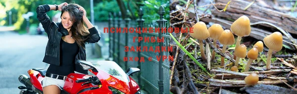 трава Магас